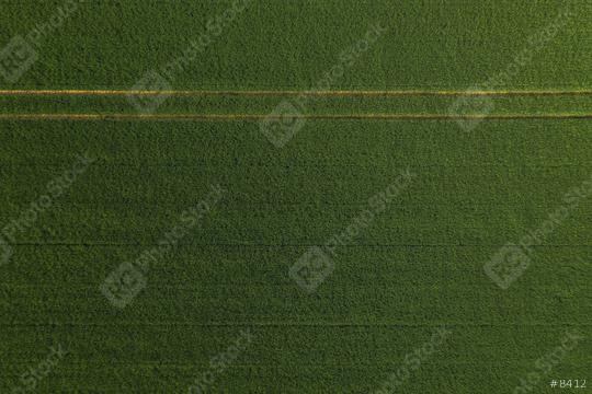 Green Wheat Field  : Stock Photo or Stock Video Download rcfotostock photos, images and assets rcfotostock | RC Photo Stock.: