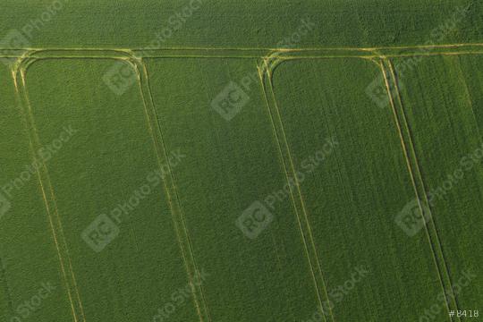 Green wheat in the field, top view with a drone. Texture of wheat green background   : Stock Photo or Stock Video Download rcfotostock photos, images and assets rcfotostock | RC Photo Stock.: