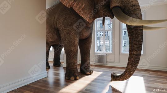 Großer Elefant im Raum als Platzproblem Konzept  : Stock Photo or Stock Video Download rcfotostock photos, images and assets rcfotostock | RC Photo Stock.: