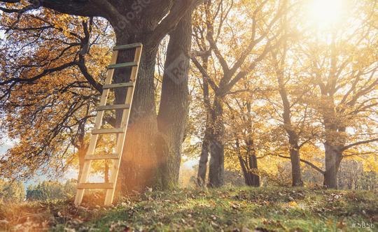 group of oak trees with a ladder at Autumn and sunlight shining throug treetops  : Stock Photo or Stock Video Download rcfotostock photos, images and assets rcfotostock | RC Photo Stock.: