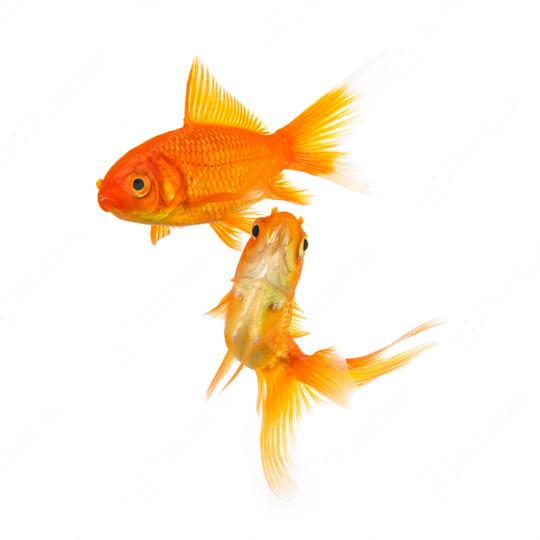 group of two goldfishes  : Stock Photo or Stock Video Download rcfotostock photos, images and assets rcfotostock | RC Photo Stock.: