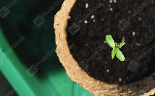 growing cannabis sprouts in a pot, Indoor marijuana growing concept image  : Stock Photo or Stock Video Download rcfotostock photos, images and assets rcfotostock | RC Photo Stock.: