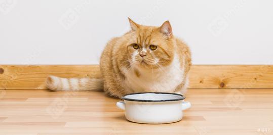 grumpy cat looking at the food bowl  : Stock Photo or Stock Video Download rcfotostock photos, images and assets rcfotostock | RC Photo Stock.: