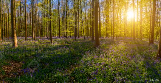 Hallerbos, beech forest in Halle. Natural carpet full of blue bells flowers panorama  : Stock Photo or Stock Video Download rcfotostock photos, images and assets rcfotostock | RC Photo Stock.: