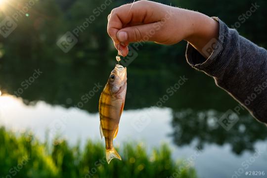 Hand holding a small fish by the line against a backdrop of a sparkling lake and lush greenery at sunset  : Stock Photo or Stock Video Download rcfotostock photos, images and assets rcfotostock | RC Photo Stock.: