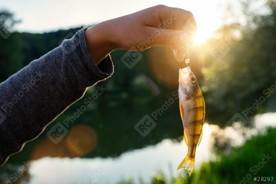 Hand holding a small fish on a hook against a sunlit forested lake background at sunset  : Stock Photo or Stock Video Download rcfotostock photos, images and assets rcfotostock | RC Photo Stock.: