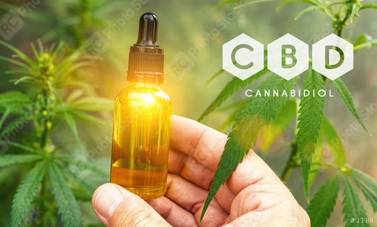 Hand holding bootle of cbd oil biological and ecological herbal pharmaceutical at a Hemp farm. Concept of herbal alternative medicine, cbd oil, pharmaceutical industry  : Stock Photo or Stock Video Download rcfotostock photos, images and assets rcfotostock | RC Photo Stock.: