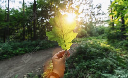 hand holding green leaf against the forest with sun light rays. Spring time season.  : Stock Photo or Stock Video Download rcfotostock photos, images and assets rcfotostock | RC Photo Stock.: