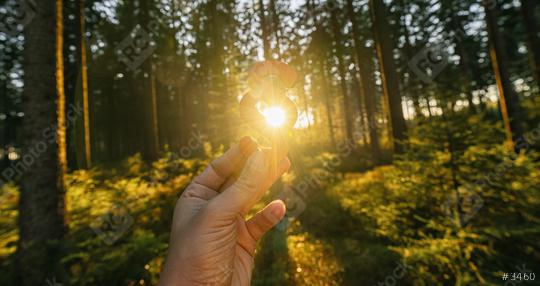 Hand holds paragraph sign to the sun at a forest, symbol of Law and Justice concept image  : Stock Photo or Stock Video Download rcfotostock photos, images and assets rcfotostock | RC Photo Stock.: