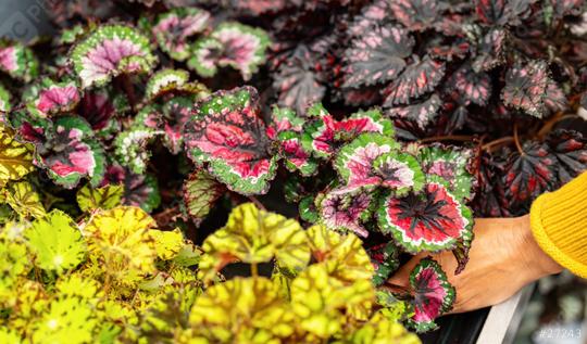 Hand select different Begonia rex or royal begonia flowers in a garden center or supermarket. Shopping in a greenhouse concept image  : Stock Photo or Stock Video Download rcfotostock photos, images and assets rcfotostock | RC Photo Stock.: