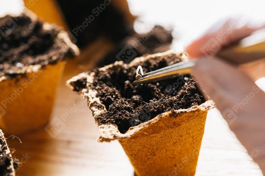 hand with gloves putting cannabis seed with tweezers in a pot, medical marijuana growing concept image  : Stock Photo or Stock Video Download rcfotostock photos, images and assets rcfotostock | RC Photo Stock.: