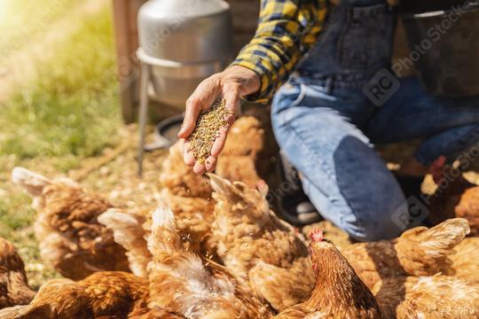 happy chicken eating food hand grain organic farm egg ecologic bio  : Stock Photo or Stock Video Download rcfotostock photos, images and assets rcfotostock | RC Photo Stock.: