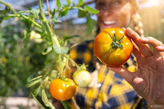 Happy female farmer showing fresh ripe tomato in greenhouse for the market sale. Healthy food production.  : Stock Photo or Stock Video Download rcfotostock photos, images and assets rcfotostock | RC Photo Stock.: