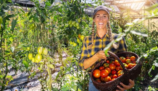 Happy Female farmer with basket of ripe red cherry tomatoes and meat tomatoes in greenhouse. Farmer Growing tomatoes, Vegetable business, Greenhouse with tomatoes, Healthy food production.  : Stock Photo or Stock Video Download rcfotostock photos, images and assets rcfotostock | RC Photo Stock.: