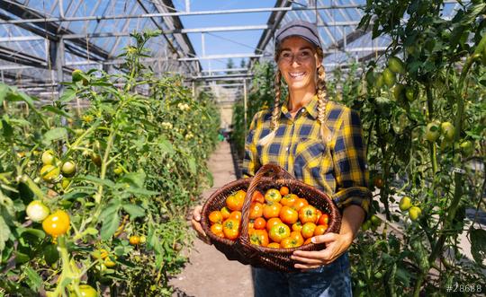 Happy female farmer with basket of ripe red cherry tomatoes and meat tomatoes in greenhouse. Farmer Growing tomatoes, Vegetable Greenhouse with tomatoes, Healthy food production and Copy Space.  : Stock Photo or Stock Video Download rcfotostock photos, images and assets rcfotostock | RC Photo Stock.: