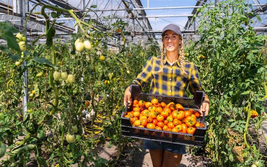 Happy Female farmer with box of ripe red cherry tomatoes and meat tomatoes in greenhouse. Farmer Growing tomatoes, Vegetable business, Greenhouse with tomatoes, Healthy food production.  : Stock Photo or Stock Video Download rcfotostock photos, images and assets rcfotostock | RC Photo Stock.: