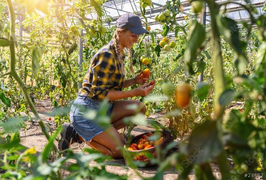 happy female farmer working in greenhouse, harvesting tomatoes and carry them in a basket. Healthy food production concept image  : Stock Photo or Stock Video Download rcfotostock photos, images and assets rcfotostock | RC Photo Stock.: