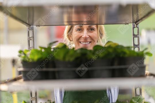 Happy gardener women push shelf with primrose flowers in to a trolley in the garden center  : Stock Photo or Stock Video Download rcfotostock photos, images and assets rcfotostock | RC Photo Stock.: