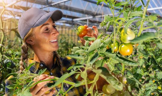 Happy organic female farmer harvesting tomatoes in greenhouse  : Stock Photo or Stock Video Download rcfotostock photos, images and assets rcfotostock | RC Photo Stock.: