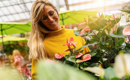 Happy woman admiring anthuriums plants in a Garden Center for Purchase. Shopping in a greenhouse concept image  : Stock Photo or Stock Video Download rcfotostock photos, images and assets rcfotostock | RC Photo Stock.: