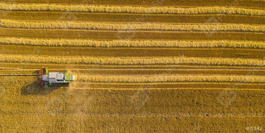 Harvesting wheat in autumn Aerial top view, drone shot  : Stock Photo or Stock Video Download rcfotostock photos, images and assets rcfotostock | RC Photo Stock.: