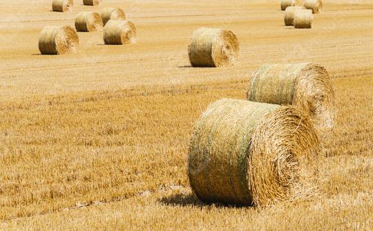 Hay bale. Agriculture field. Rural nature in the farm land.  : Stock Photo or Stock Video Download rcfotostock photos, images and assets rcfotostock | RC Photo Stock.: