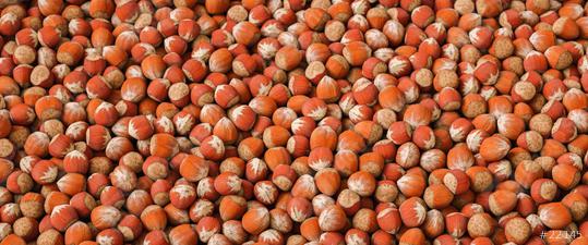 Hazelnut nut health organic brown filbert autumn background concept. Food background  : Stock Photo or Stock Video Download rcfotostock photos, images and assets rcfotostock | RC Photo Stock.: