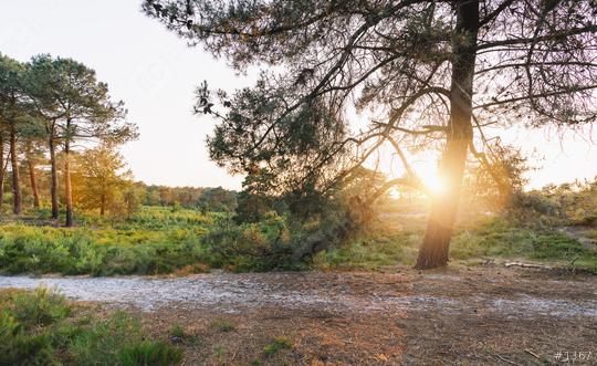 heather landscape with sun rays shining through a tree. brunssummerheide  : Stock Photo or Stock Video Download rcfotostock photos, images and assets rcfotostock | RC Photo Stock.: