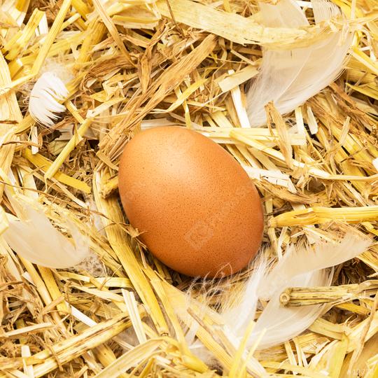 hen egg in straw  : Stock Photo or Stock Video Download rcfotostock photos, images and assets rcfotostock | RC Photo Stock.: