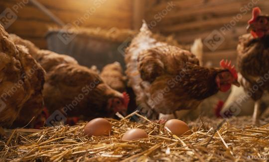 hen lays eggs at a chicken coop in a group of chickens at a bio farm. Hens in hen house. Chicken eggs in hen house. Chicken farm in germany  : Stock Photo or Stock Video Download rcfotostock photos, images and assets rcfotostock | RC Photo Stock.: