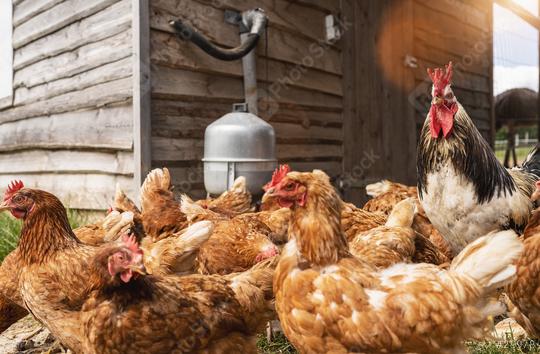 Hens and Rooster in a hen house. Hens in bio farm. Chicken in hen house. Chickens in farm at sunny day  : Stock Photo or Stock Video Download rcfotostock photos, images and assets rcfotostock | RC Photo Stock.: