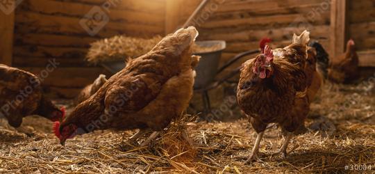 hens at a chicken coop in a group of chickens at a bio farm. Hens in hen house. Chicken in hen house at a Chicken farm.  : Stock Photo or Stock Video Download rcfotostock photos, images and assets rcfotostock | RC Photo Stock.: