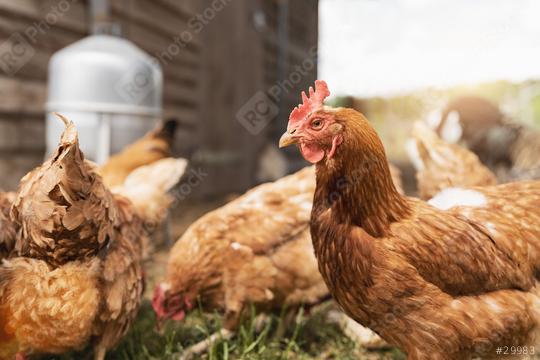 Hens in hen house. Hens in bio farm. Chicken in hen house. Chickens in farm at sunny day  : Stock Photo or Stock Video Download rcfotostock photos, images and assets rcfotostock | RC Photo Stock.: