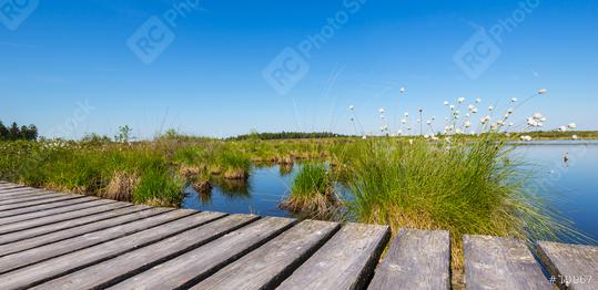 High Fens (Hautes Fagnes) a bog landscape at summer  : Stock Photo or Stock Video Download rcfotostock photos, images and assets rcfotostock | RC Photo Stock.: