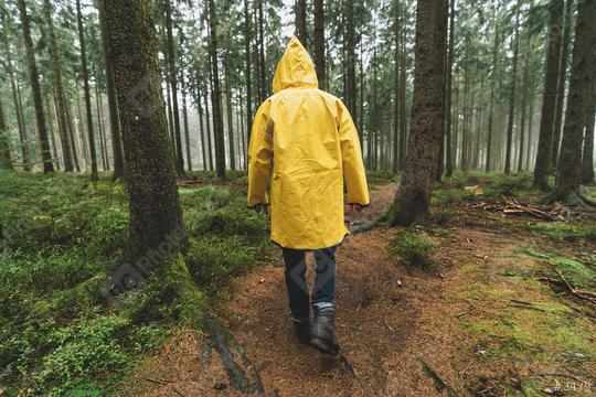 hiker with yellow raincoat walks in to the forest at autumn  : Stock Photo or Stock Video Download rcfotostock photos, images and assets rcfotostock | RC Photo Stock.: