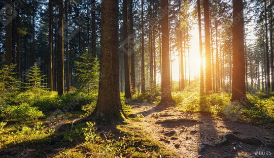Hiking Path in to the Forest at sunset  : Stock Photo or Stock Video Download rcfotostock photos, images and assets rcfotostock | RC Photo Stock.: