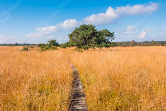hiking trail to a bog pine at the High Fens a bog landscape at autumn, Belgium, Hohes Venn  : Stock Photo or Stock Video Download rcfotostock photos, images and assets rcfotostock | RC Photo Stock.: