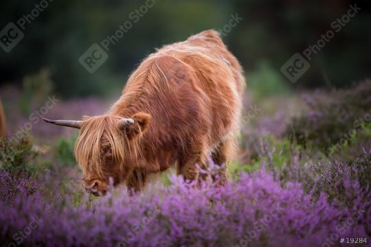 Hochlandrind in der blühenden Heide, Niederlande  : Stock Photo or Stock Video Download rcfotostock photos, images and assets rcfotostock | RC Photo Stock.: