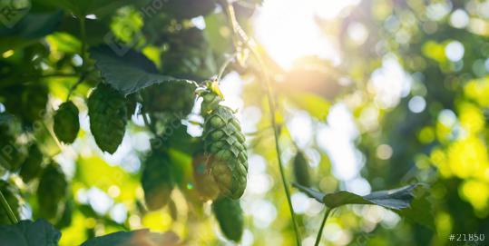 hop cones for making beer and bread  with bright sunlight closeup, agricultural background.  : Stock Photo or Stock Video Download rcfotostock photos, images and assets rcfotostock | RC Photo Stock.: