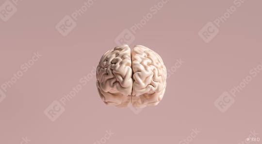 Human brain Anatomical Model  : Stock Photo or Stock Video Download rcfotostock photos, images and assets rcfotostock | RC Photo Stock.:
