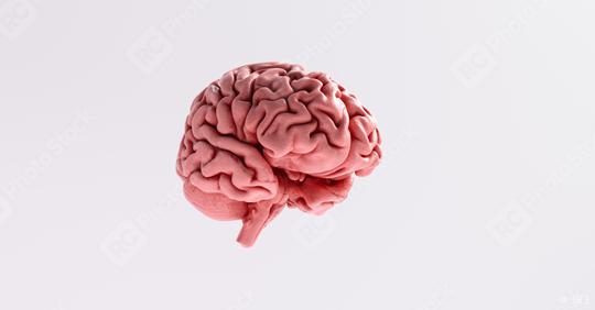 Human brain Anatomical Model  : Stock Photo or Stock Video Download rcfotostock photos, images and assets rcfotostock | RC Photo Stock.: