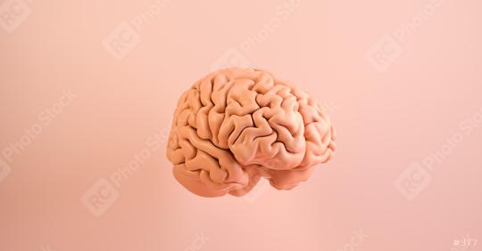 Human brain Anatomical Model. Medical concept image  : Stock Photo or Stock Video Download rcfotostock photos, images and assets rcfotostock | RC Photo Stock.: