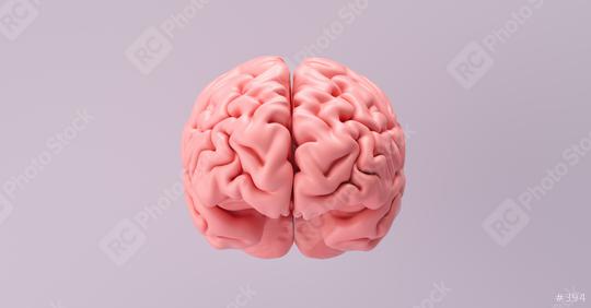 Human brain Anatomical Model, medical concept image  : Stock Photo or Stock Video Download rcfotostock photos, images and assets rcfotostock | RC Photo Stock.: