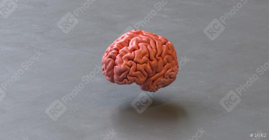 Human brain Anatomical Model on a floor ground  : Stock Photo or Stock Video Download rcfotostock photos, images and assets rcfotostock | RC Photo Stock.: