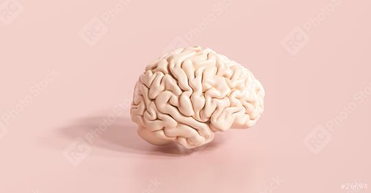 human brain Anatomical Model on floor  : Stock Photo or Stock Video Download rcfotostock photos, images and assets rcfotostock | RC Photo Stock.: