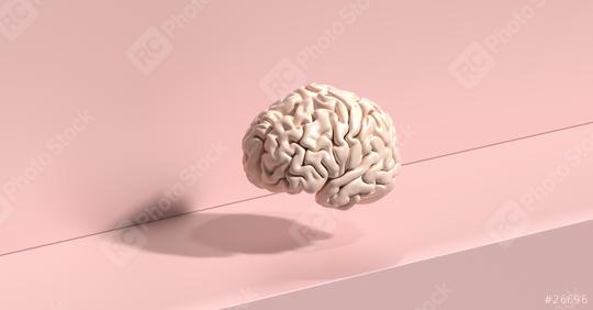 human brain Anatomical Model on floor  : Stock Photo or Stock Video Download rcfotostock photos, images and assets rcfotostock | RC Photo Stock.: