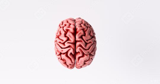 Human brain Anatomical Model, top view  : Stock Photo or Stock Video Download rcfotostock photos, images and assets rcfotostock | RC Photo Stock.: