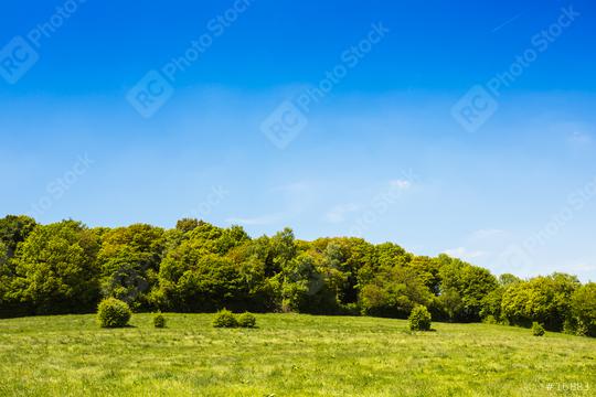 idyllic forest landscape in summer  : Stock Photo or Stock Video Download rcfotostock photos, images and assets rcfotostock | RC Photo Stock.: