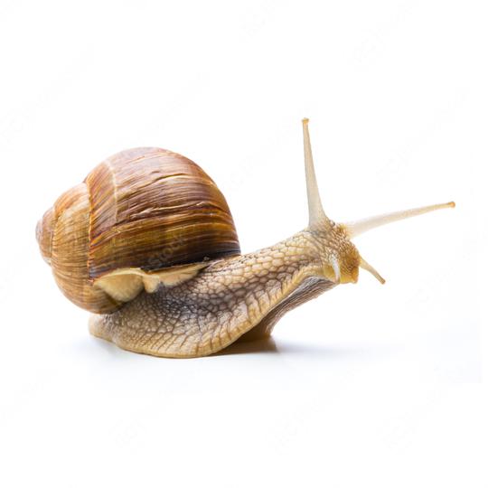 interested snail  : Stock Photo or Stock Video Download rcfotostock photos, images and assets rcfotostock | RC Photo Stock.:
