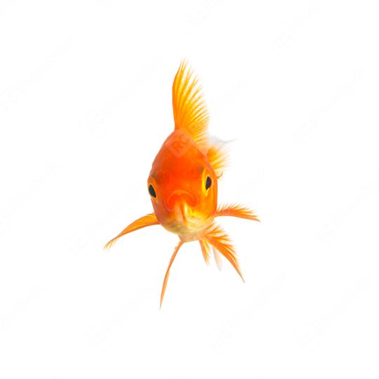 isolated goldfish  : Stock Photo or Stock Video Download rcfotostock photos, images and assets rcfotostock | RC Photo Stock.:
